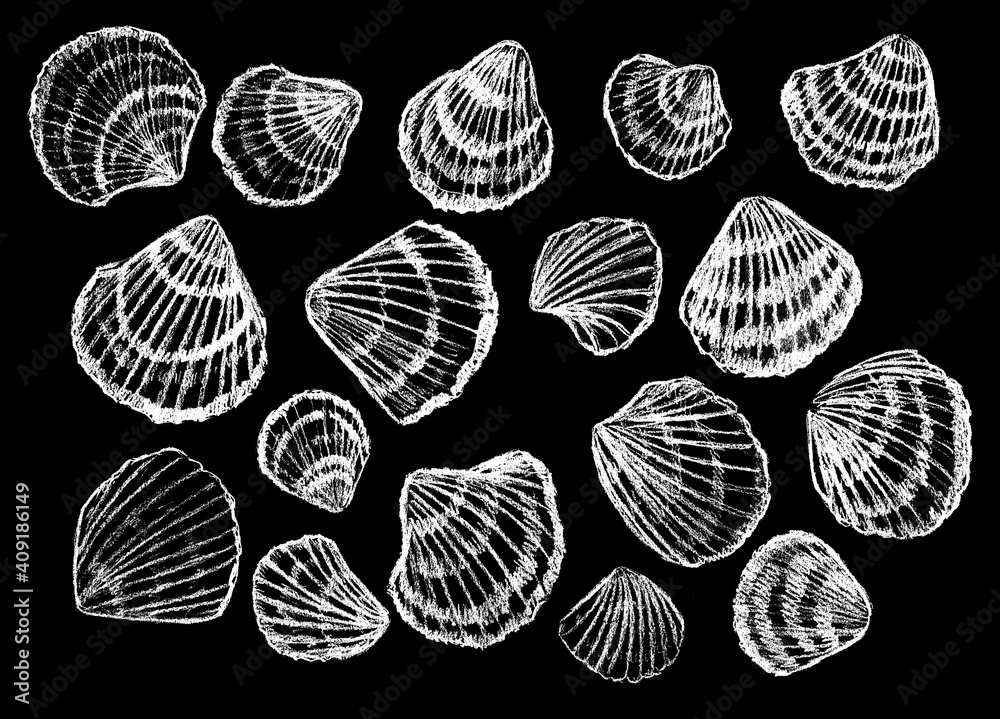 shells drawn in white on a black background shells drawn in white on a black background