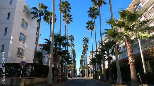 Road with palm trees photo