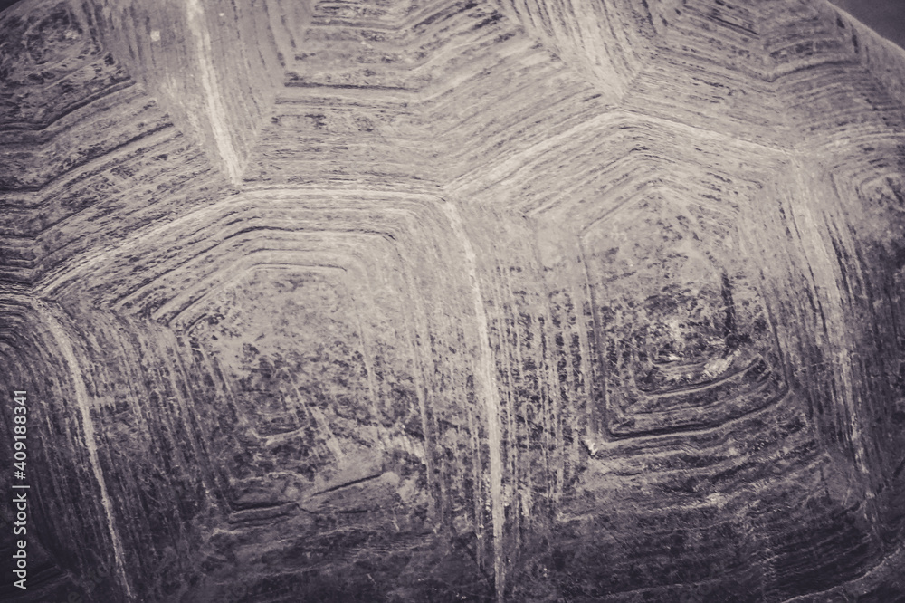 Naklejka premium Turtle shell - close-up photograph