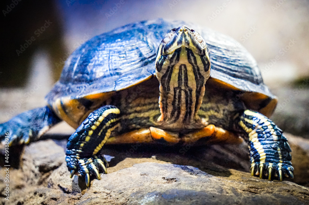 Naklejka premium Turtle walking on a stone