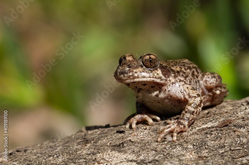 Common midwife toad, Alytes obstetricans, toad on the rock with green background © Carlos