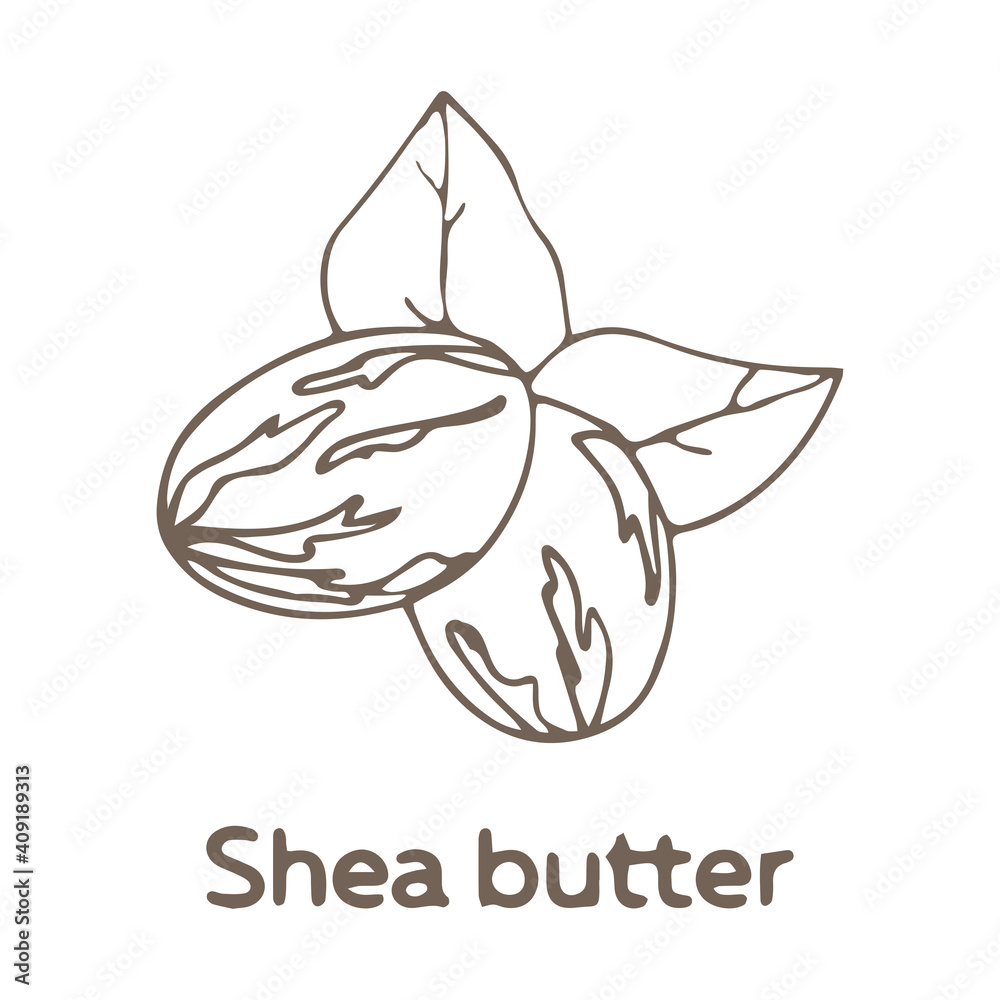 Hand drawn fruits and leaves of shi tree isolated on white background, shea butter, vector illustration in sketch style, ingredient of korean cosmetics Hand drawn fruits and leaves of shi tree isolated on white background, shea butter, vector illustration in sketch style, ingredient of korean cosmetics