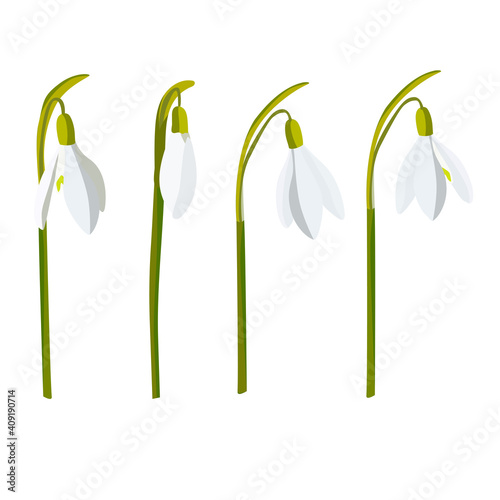 Vector snowdrops set. Snowdrops flowers on white background.