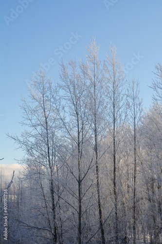 Beautiful winter scene with trees in hoarfrost