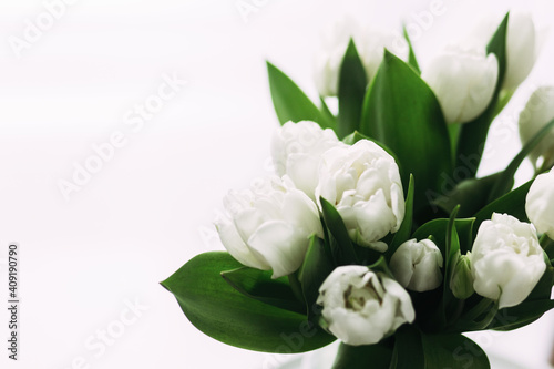 White peony tulips in a vase on the table