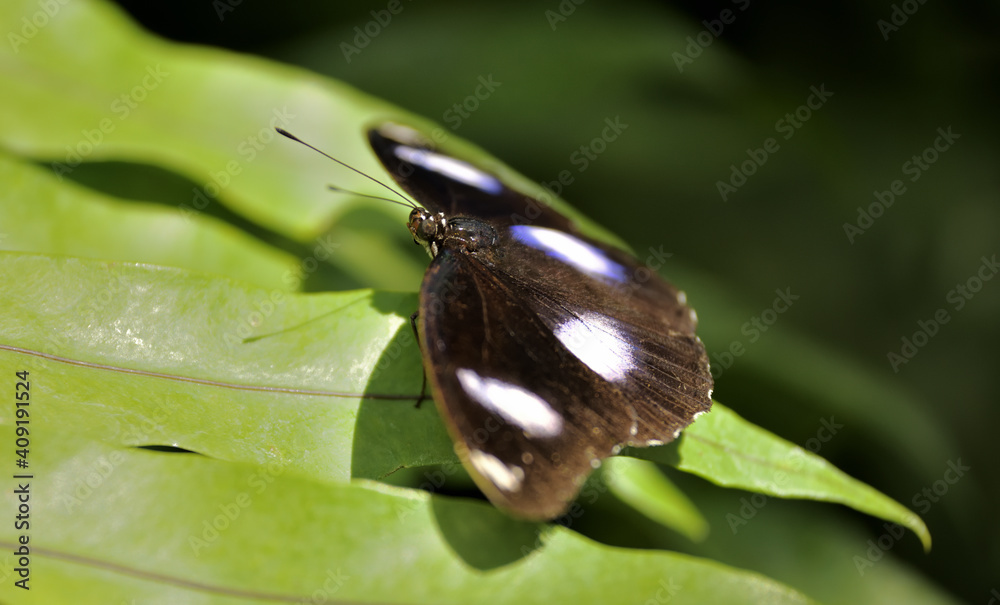 A male blue moon moth