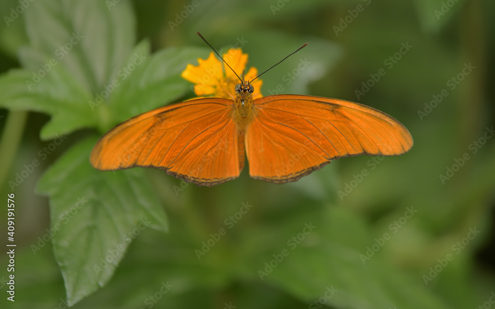 Ein orangefarbener Julia Falter an einer Blüte