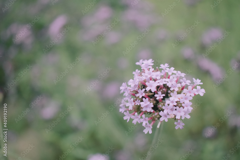 Red Valerian, Centranthus Ruber bee, Purple flowers on beautiful bokeh background in the garden.