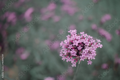 Fototapeta Naklejka Na Ścianę i Meble -  Red Valerian, Centranthus Ruber bee, Purple flowers on beautiful bokeh background in the garden.