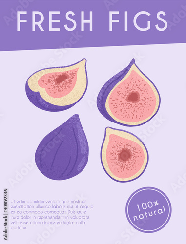 Fresh figs card design. Sweet figs fruit on branch with leaves vector hand drawn poster concept.