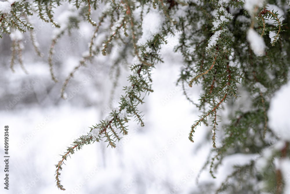 snow covered branches