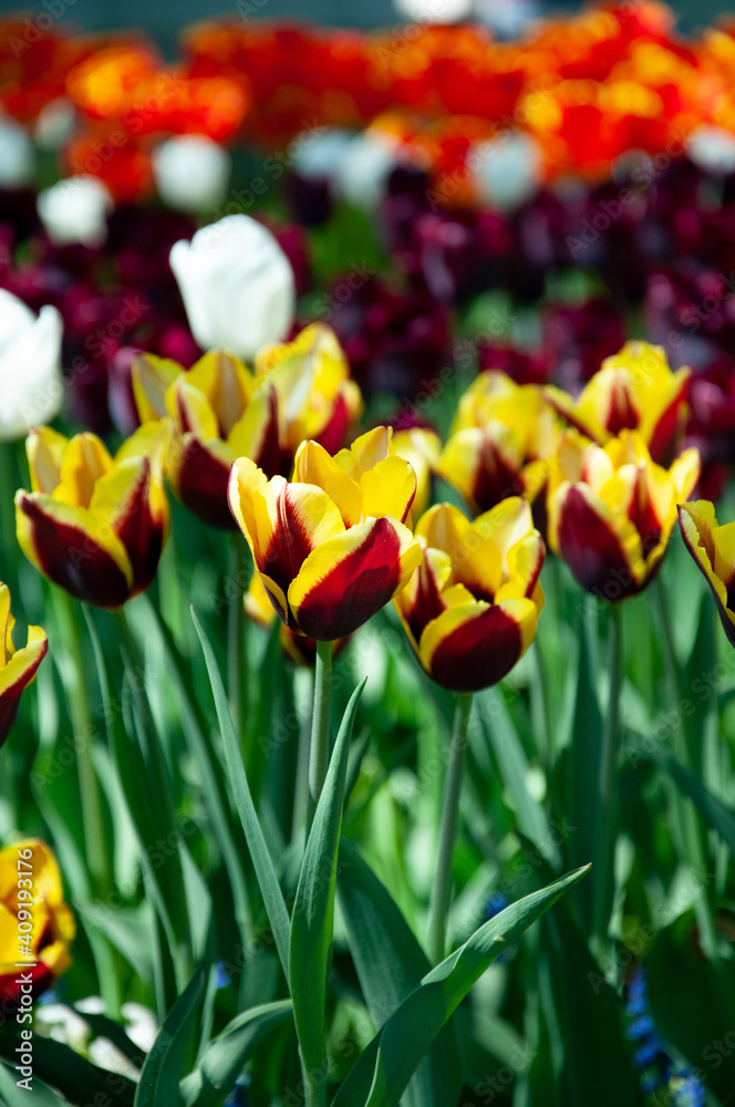 Obraz premium tulips in the garden