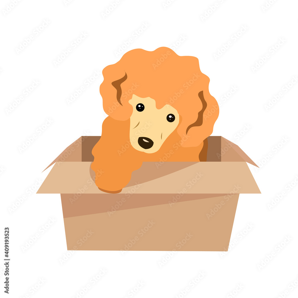 Fototapeta premium A small dog sits in a cardboard box