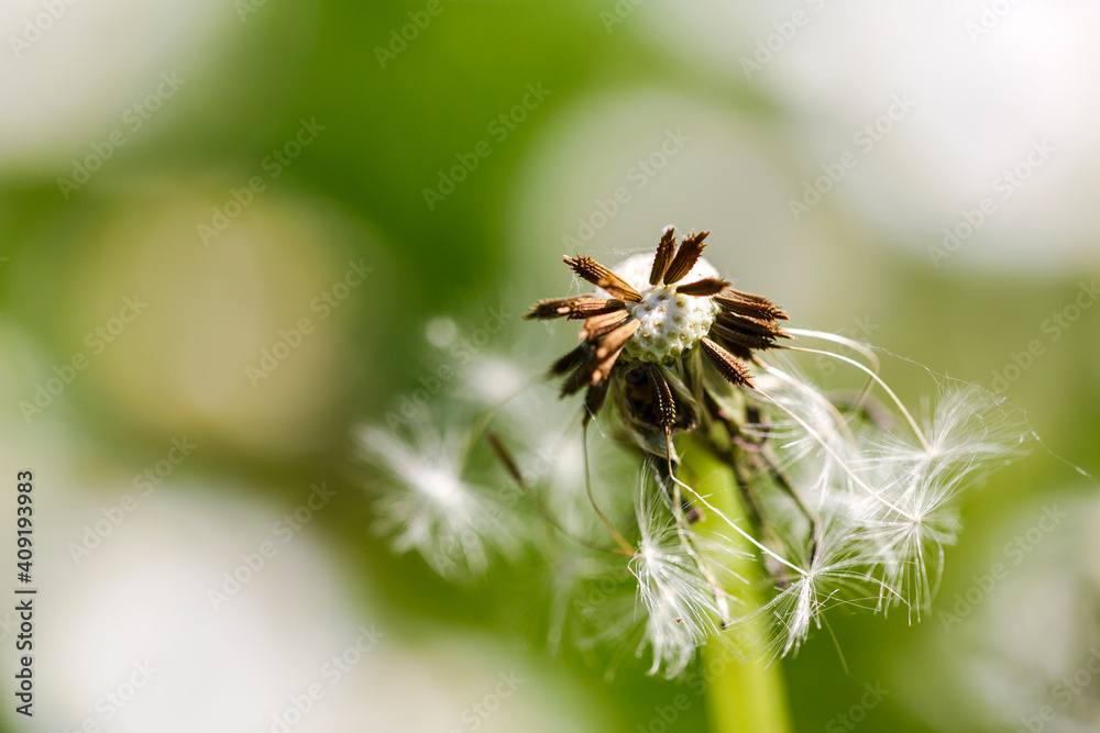 Fototapeta premium dandelion flower, close up