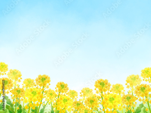 菜の花b青空