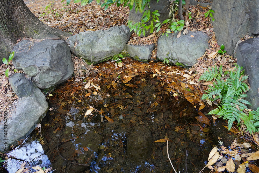 Obraz premium 湧き水