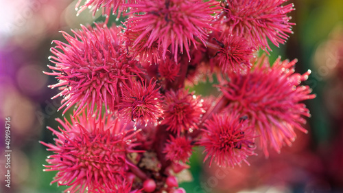 Miracle tree rizinus ricinus communis fruit flower blossom plant ornamental plant Castor oil plants Castor oil plant Red fruit of the miracle tree Medicinal plant Poisonous plant Castorbean Castor Oil