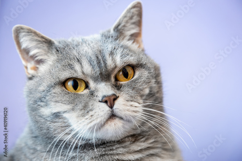 face of a cute British shorthair cat on a lilac background