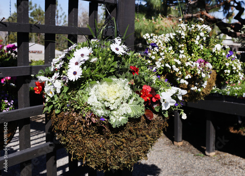hanging basket with flowers