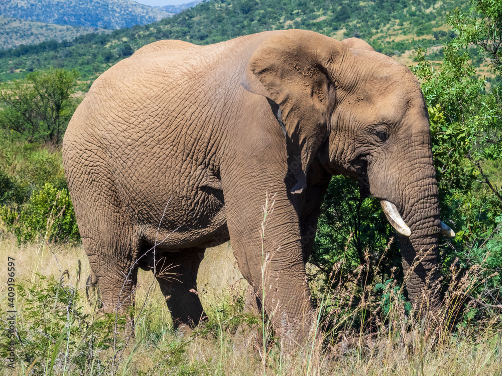 Obraz premium african elephant in the savannah