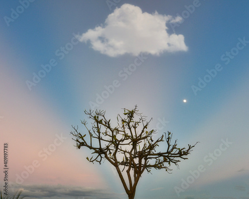 tree in the sky with clouds