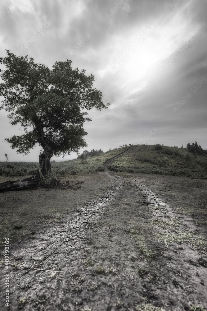 tree on the road