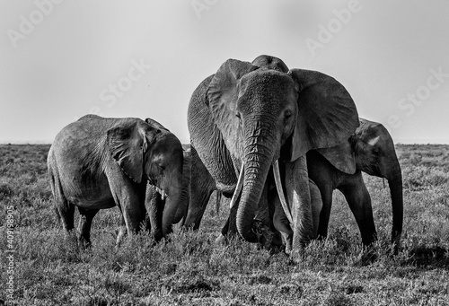 Photography Elephants