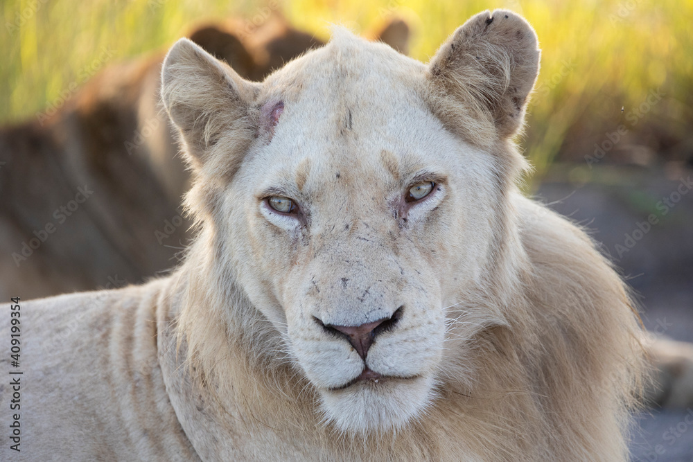 a rare white lion in the wild - Kruger National Park a rare white lion in the wild - Kruger National Park