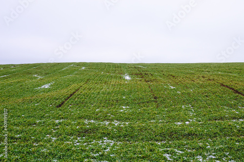 Winter wheat covered with melting snow in early spring