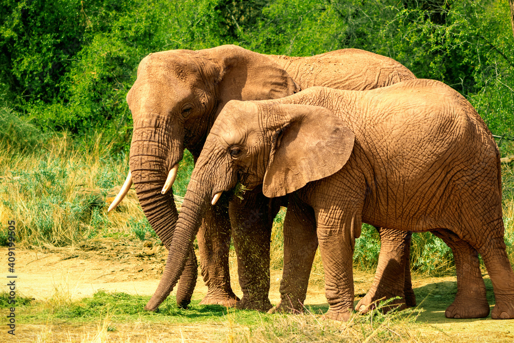 Two African Bush Elephants in the grassland of Etosha National Park Two African Bush Elephants in the grassland of Etosha National Park