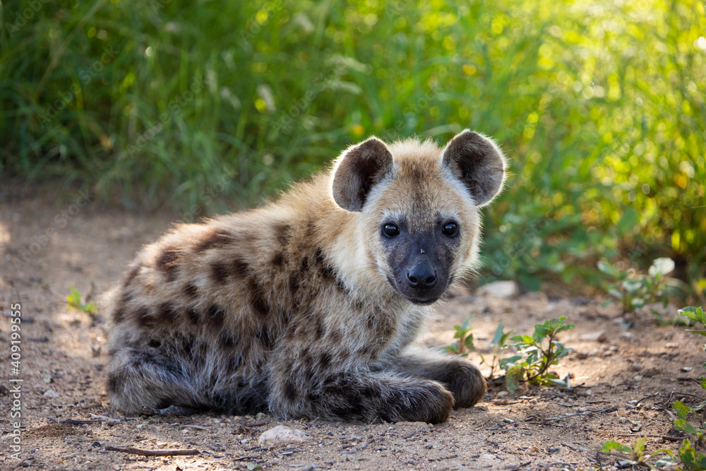 Spotted hyena cub Spotted hyena cub