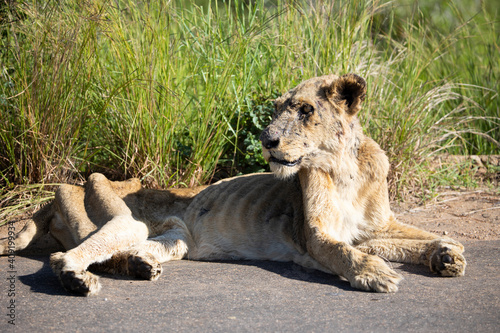 a very sick/ill lioness - busy dying