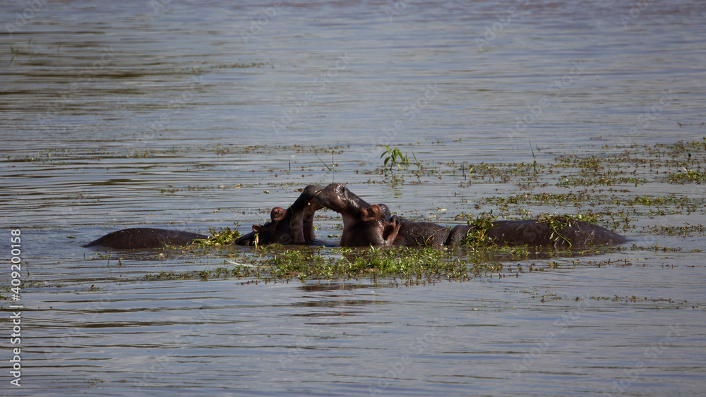 Fototapeta premium hippos playing in the waterhole