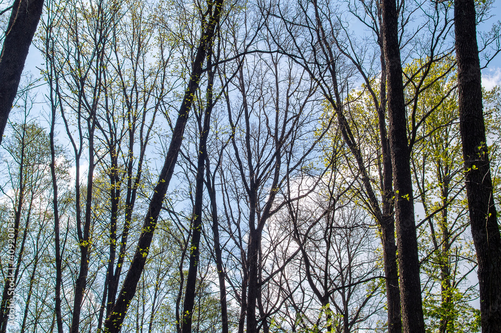 Lots of deciduous trees with young leaves in bloom in springtime. Sunny spring forest Lots of deciduous trees with young leaves in bloom in springtime. Sunny spring forest