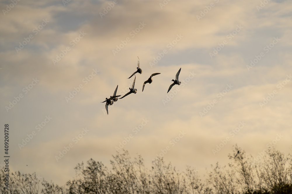 Silhouette bird swans and geese flying through sunset sky orange pastel sunset trees at nature reserve reservoir nottingham flock of airborne birds peaceful and relaxing animals