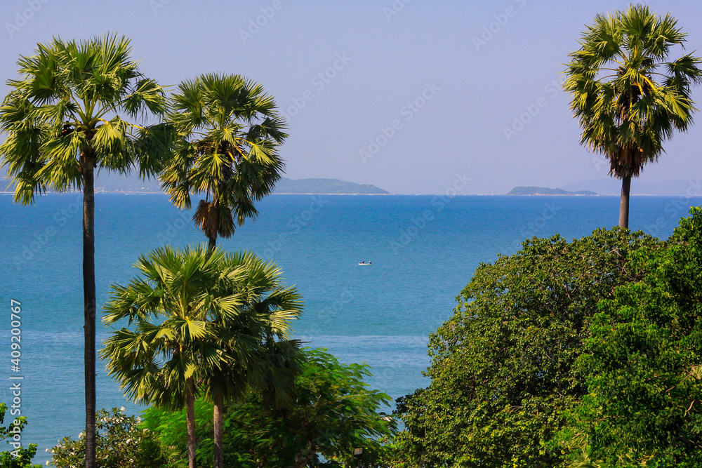 palm trees on the beach with blue sea water in the background