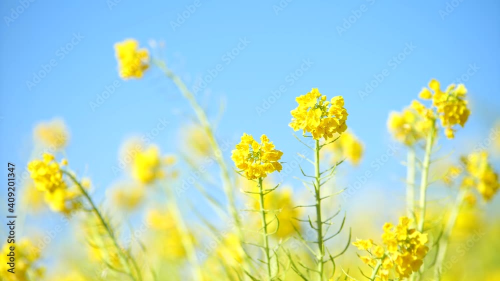 早春の吾妻山公園の菜の花 早春の吾妻山公園の菜の花