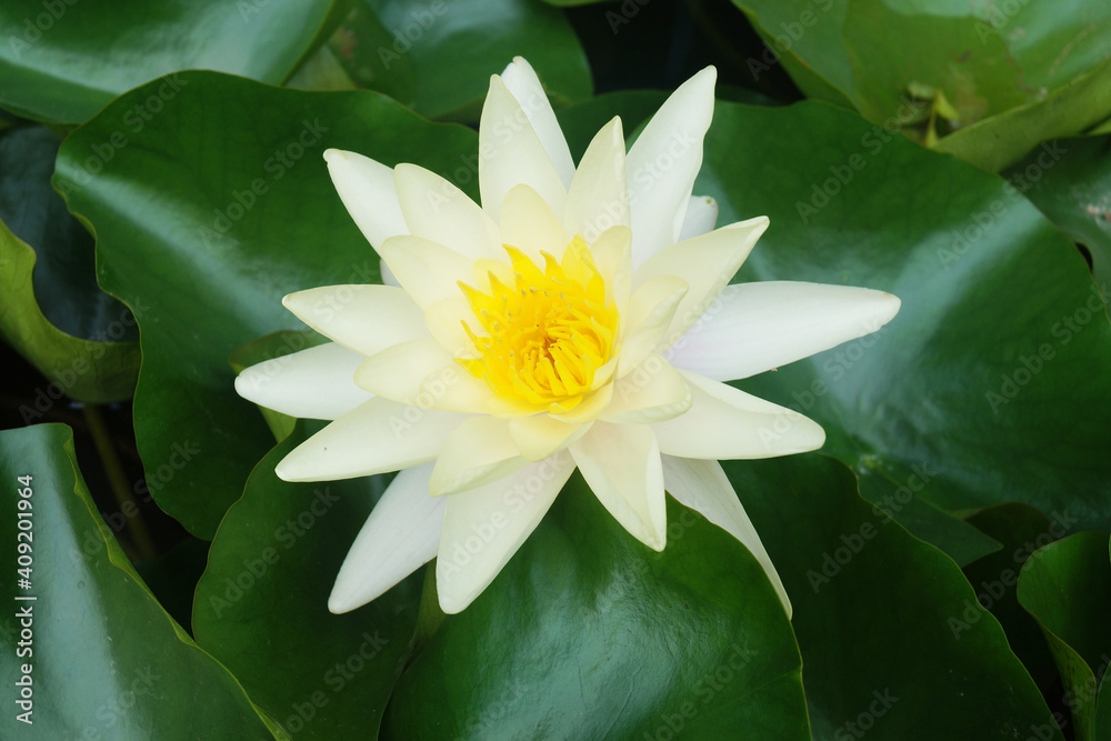 white water lily