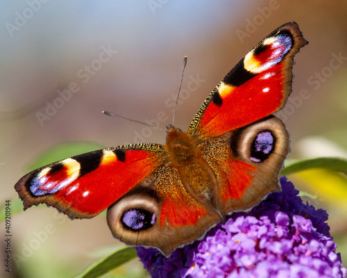 Canvas Print Peacock butterfly