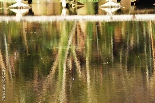Reflection of the water surface of the pond in the natural park.