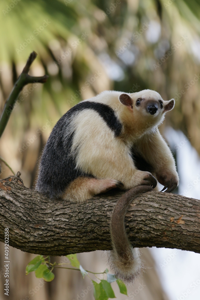 Obraz premium 木の上で尻尾を巻くミナミコアリクイ