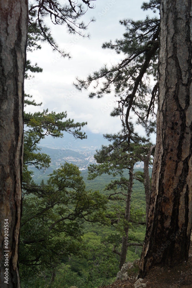 Obraz premium trees in the forest
