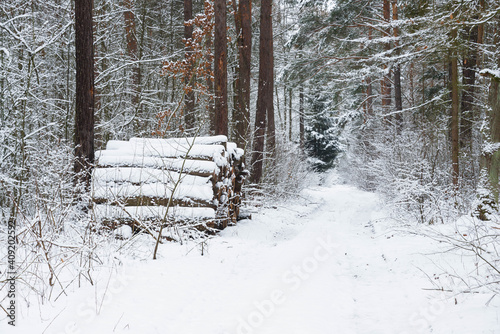 Fototapeta Naklejka Na Ścianę i Meble -  Las w zimowej scenerii, przykryty grubą warstwą śniegu. 