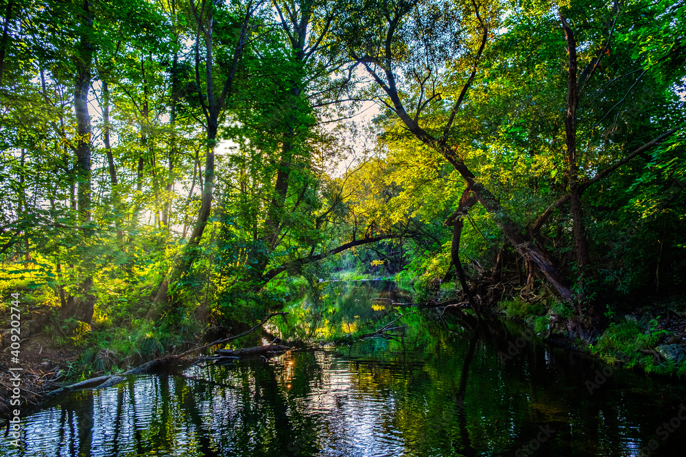 spring forest by the river 