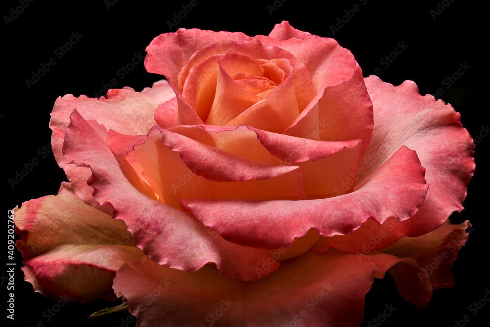 Macro view of the blooming garden rose on black background. Full depth of field Macro view of the blooming garden rose on black background. Full depth of field