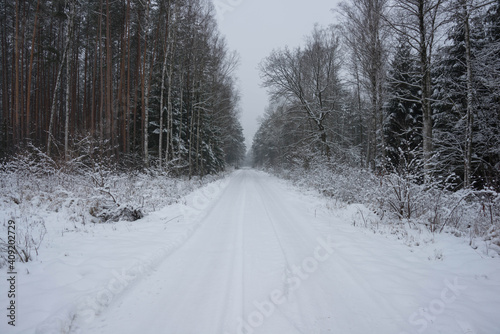 Las w zimowej scenerii, przykryty grubą warstwą śniegu. 