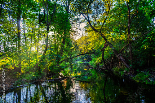 spring forest by the river 