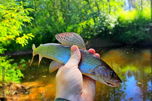 fishing for grayling