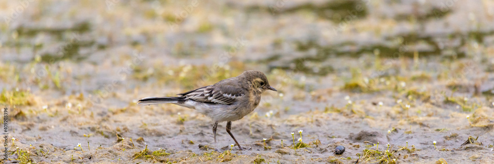 Young white wagtail, Motacilla alba near a river. Portrait of a young common songbird with long tail and black and white feather. Intimate portrait of a cute little bird Young white wagtail, Motacilla alba near a river. Portrait of a young common songbird with long tail and black and white feather. Intimate portrait of a cute little bird