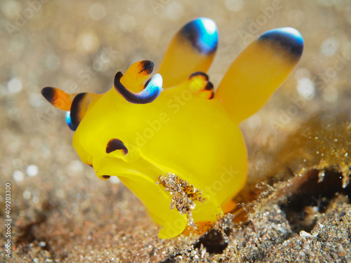 Thecacera pacifica (pikachu) nudibranch crawling in sand (Osezaki, Shizuoka, Japan) photo